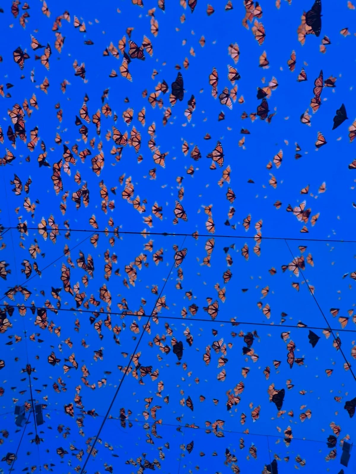 Mariposas proyectadas sobre un fondo azul